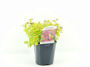 Spiraea Jap Golden Princess
