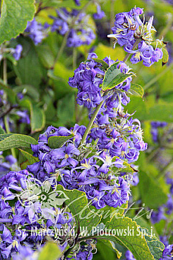 Клематис борщевиколистный Кассандра