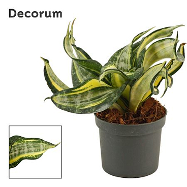 Sansevieria Hahnii Spiral Star (decorum)