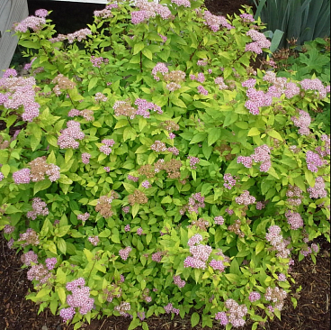 Спирея японская Литтл Принцесс в тубе