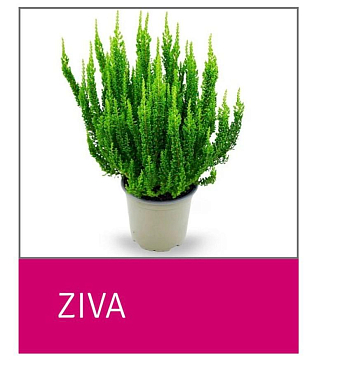 Каллуна обыкновенная Зива