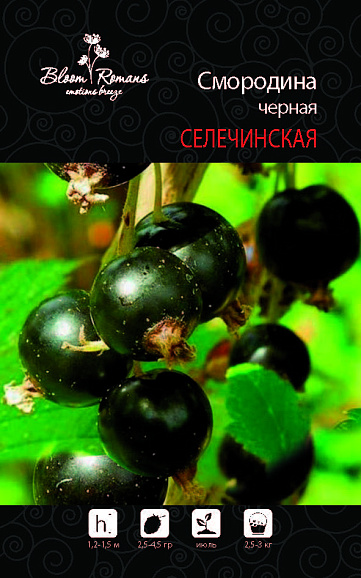Смородина черная Селечинская