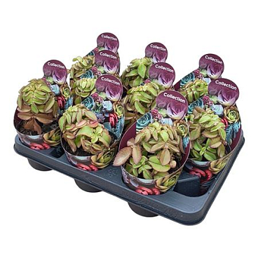 Kalanchoe Prolifera Potcover