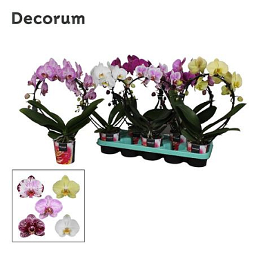 Phal 2st Mix Mirror Decorum 16+ (bernhard)