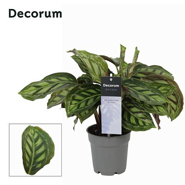 Calathea Moonlight (decorum)