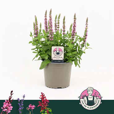 Salvia Nem Compact Bright Rose Sensation