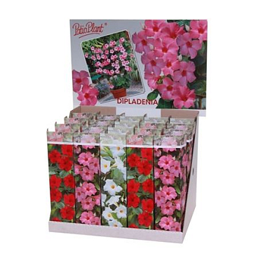 Mandevilla Mix