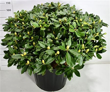 Rhododendron Gomer Waterer