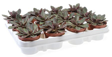 Echeveria Nodulosa