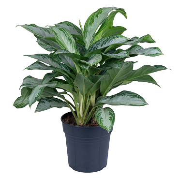 Аглаонема Сильвер Бэй