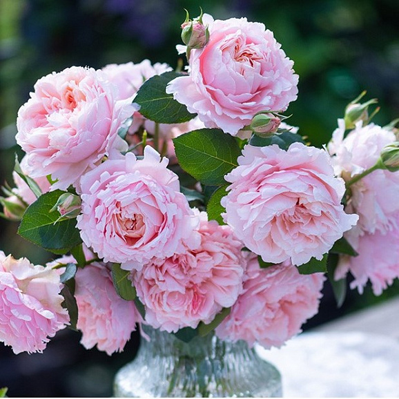 Роза чайно-гибридная Грейсфулл