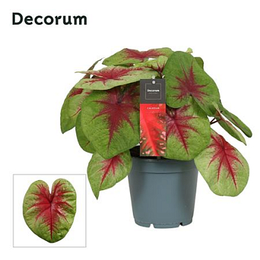 Caladium Lemon Blush (decorum)