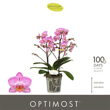 Phal 2st Optimost Honeybee 25+ (opti)