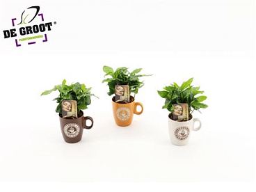 Coffea In Coffe Cup