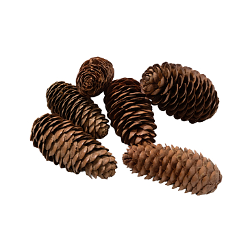 Рододендрон гибридный Эрато