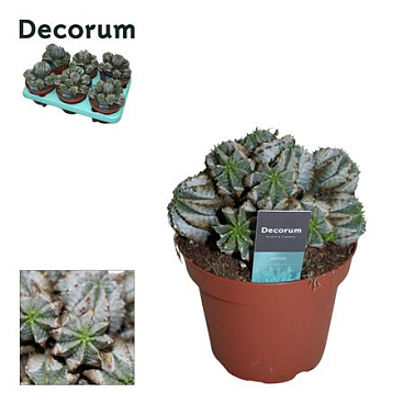Euphorbia Horrida Alba Decorum+steker