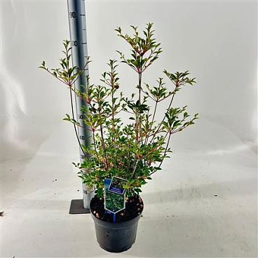 Enkianthus Campanulatus