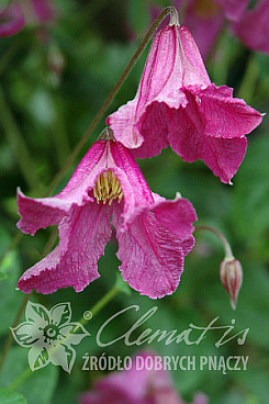 Клематис цельнолистный Хетер Хершелл