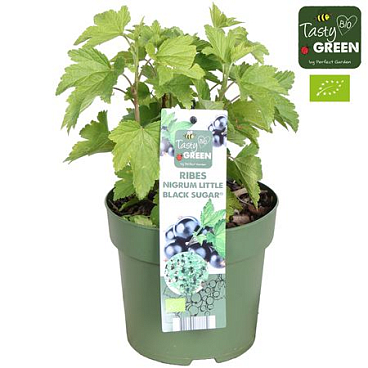 Ribes Low Little Black Sugar Bio Potcover