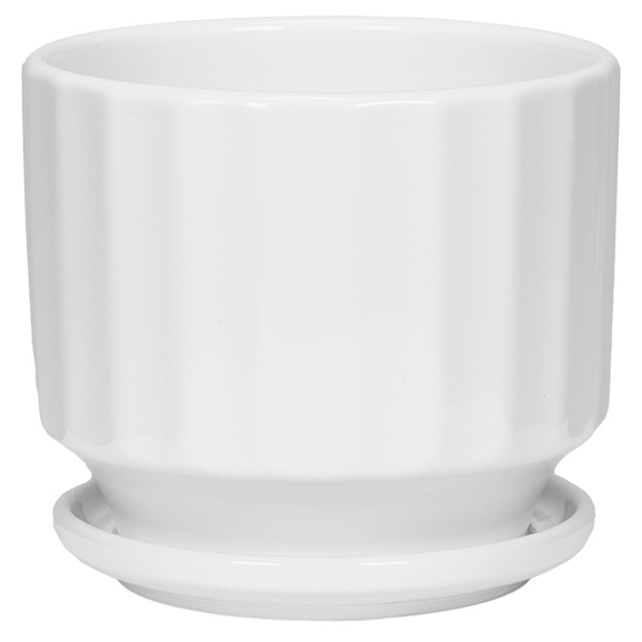 Клен веерный Шайна