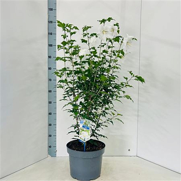 Hibiscus Syr Flower Tower White