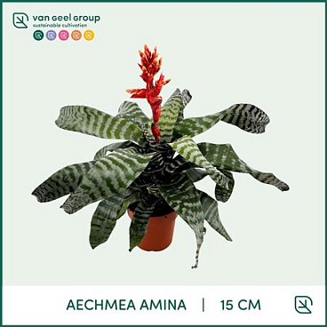 Aechmea Amina