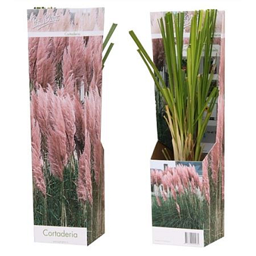 Cortaderia Rosea