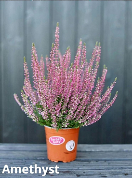 Каллуна обыкновенная Аметист