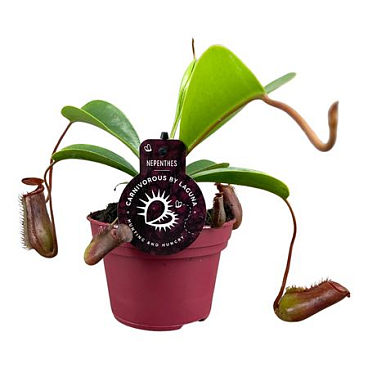 Nepenthes Lowii 12 Cm
