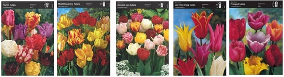 Тюльпан микс (шоубокс)