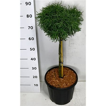 Pinus Strobus зеленые завитки на стебле