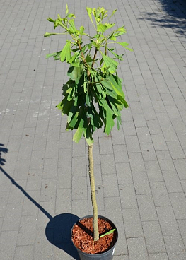 Гинко двулопастный Клевелендс Голден Глоб штамб