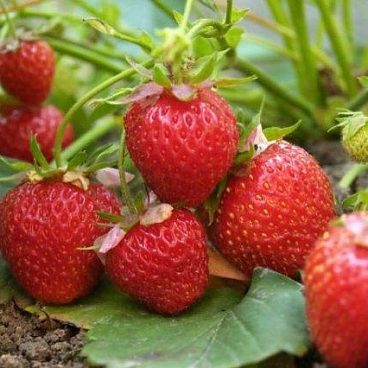 Земляника Эльвира