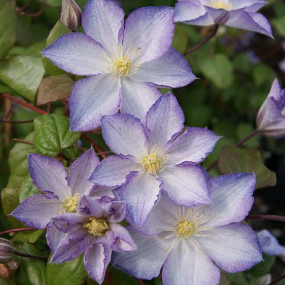 Клематис гибридный Лаки Шарм