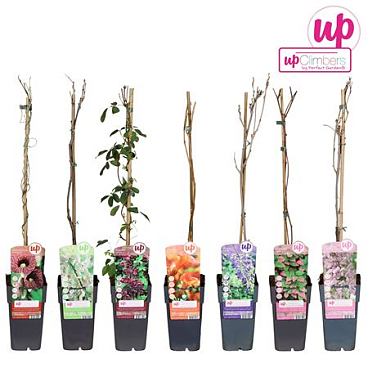 Climbing Plants Mix Exclusive