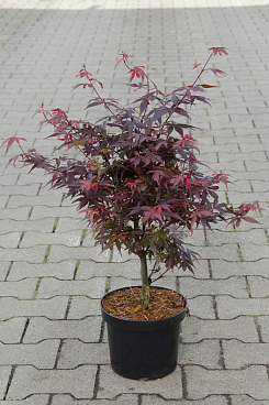 Клен веерный Скитерс Брум