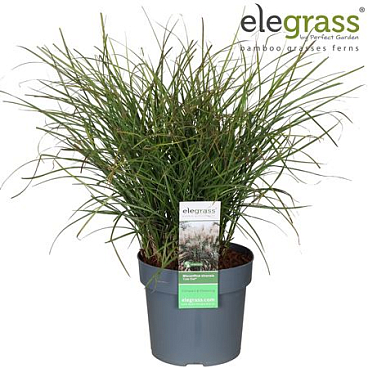 Miscanthus Sin Cute One