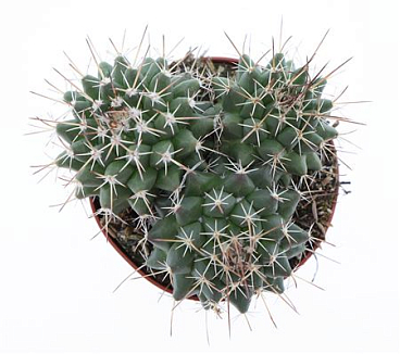 Mammillaria Mystax