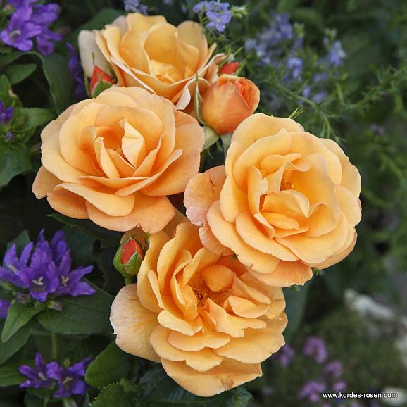 Роза флорибунда Портороз