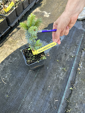 Ель ситхинская Нана