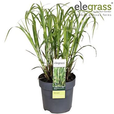 Miscanthus Sinensis Strictus