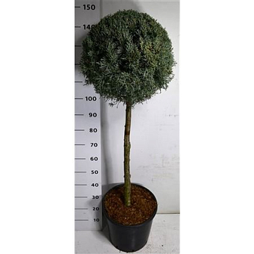 Cupressus Arizonica On Stem