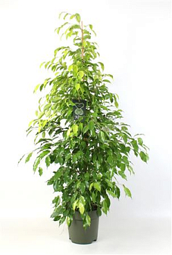 Ficus Be Reginald