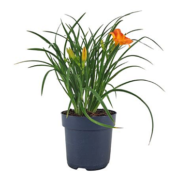 Hemerocallis