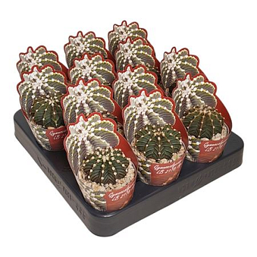 Gymnocalycium Friedrichii Agua Dulce Potcover