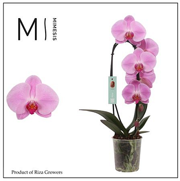 Phal 1st Flow Pink Naomi 8+ (mimesis)