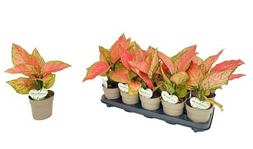 Aglaonema Valentine