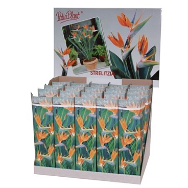 Strelitzia Reginae No Flower