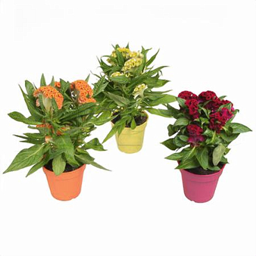 Целозия Кристата микс