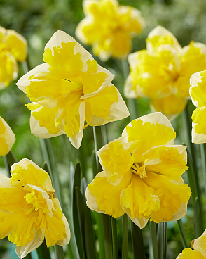 Нарцисс орхидный Банана Сплеш